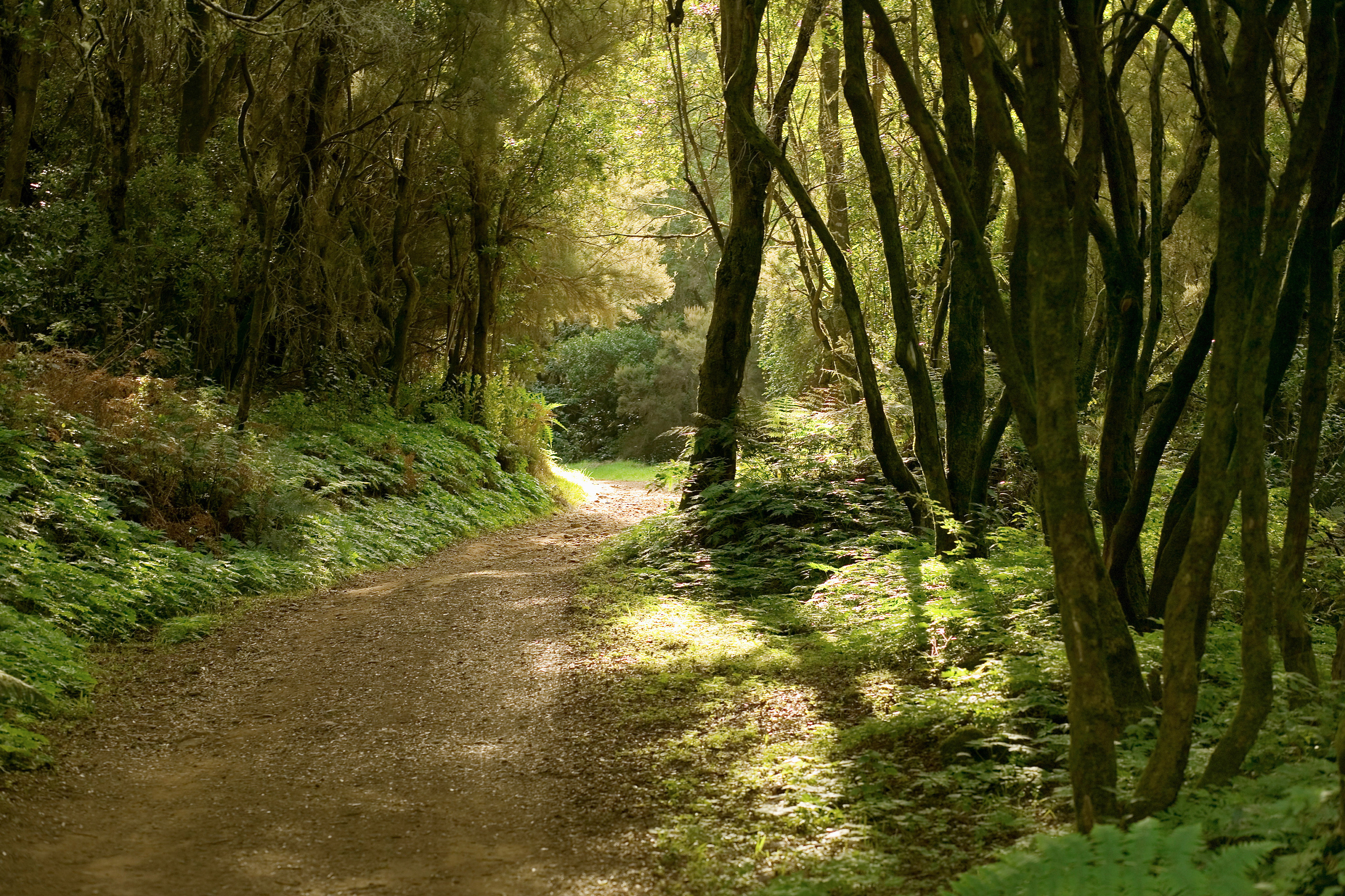 Naturreservatet Garajonay