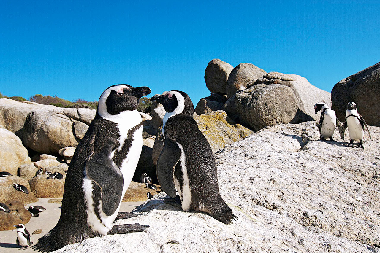 Pingviner på Boulders beach, Kaphalvön