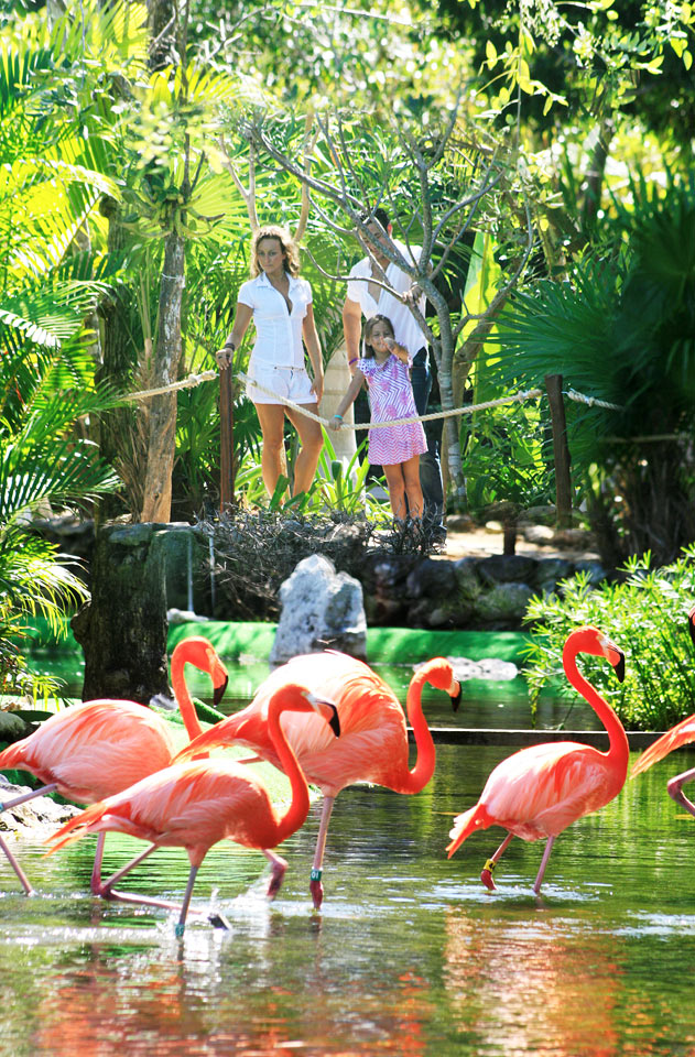 Flamingos på Grand Palladium Colonial Resort & Spa
