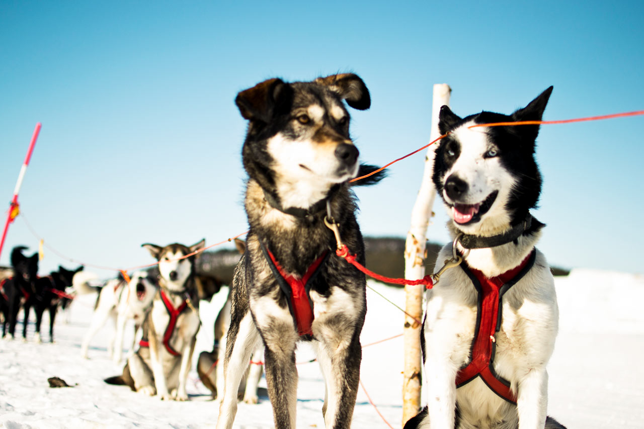 Hundspannstur. Foto av Martin Smedsen