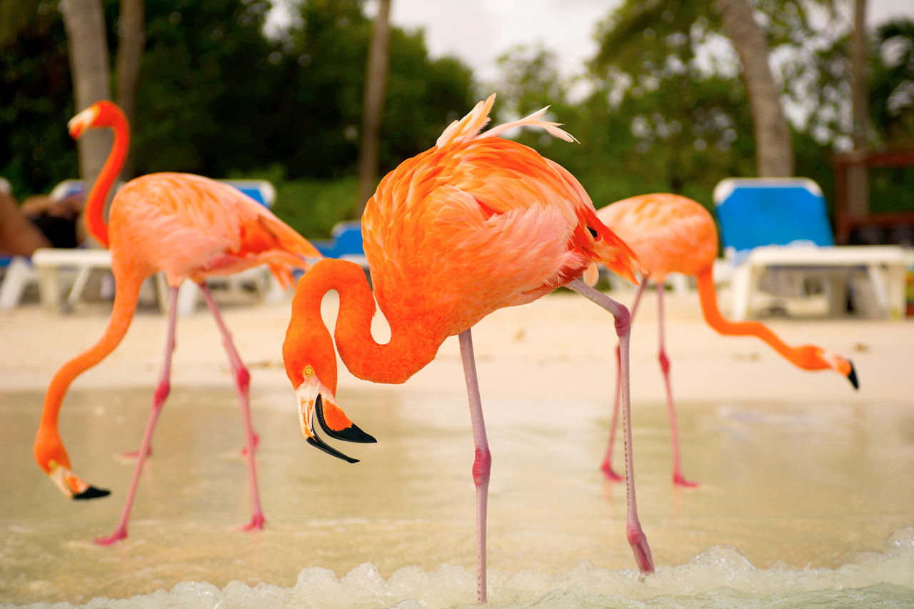 Flamingo Beach Renaissance Island.