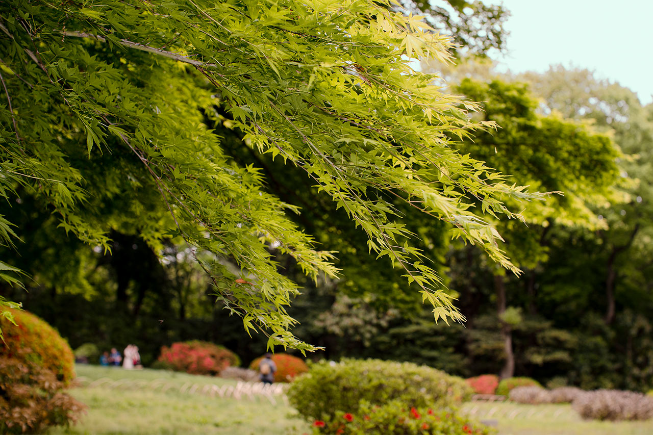 Meiji-templet